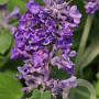 Nepeta 'Hill Grounds' GM  P11