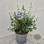 Osmanthus burkwoodii 30-35 cm 7,5L