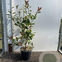 Photinia fraseri 'Red Robin' 60-80 cm 5,0L