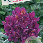 Rhododendron 'Marcel Menard' 70-80 cm 40L