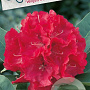 Rhododendron 'Wilgen's Ruby' 70-80 cm 40L