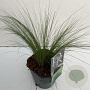 Stipa tenuissima 'Ponytails' 35-40 cm 2,0L vierkant
