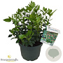 Viburnum tin. 'Eve Price' 40-50 cm 10L