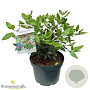 Viburnum tin. 'Gwenllian' 40-50 cm 10L