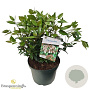 Viburnum tin. Spirit 40-50 cm 10L