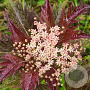 Sambucus nigra 'Serenade' 40-50 cm 5,0L