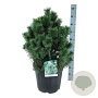 Pinus mugo 'Green Column' 50-60 cm 30L extra