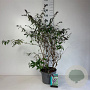 Buddleja d. 'Border Beauty' 80-100 cm 10L