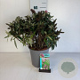 Buddleja d. B. Candy Little Pink 30-40 cm 6,5L