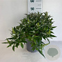 Buddleja d. B. Candy Little White 30-40 cm 6,5L