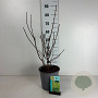 Cotinus cog. Golden Spirit 50-60 cm 6,5L