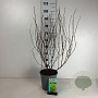 Physocarpus opulif. 'Dart's Gold' 60-80 cm cont. 65L
