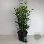Prunus l. Elly 60-80 cm 10L