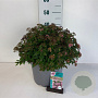 Spiraea jap. 'Rick Star' 50-60 cm 10L