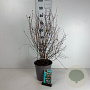 Symphoricarpos d. 'Mother of Pearl' 60-80 cm cont. 65L