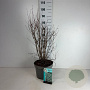 Symphoricarpos d. 'White Hedge' 50-60 cm 10L