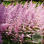 Astilbe c. 'Finale' GM P9