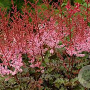 Astilbe 'Delft Lace' GM P9