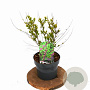 Callicarpa dich. 'Issai' 25-35 cm 3,0L