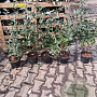 Elaeagnus ebbingei 40-60 cm 3,0L