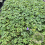Geranium 'Johnson's Blue' GM 2,0L