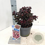 Leucothoe axillaris 'Curly Red' 20-25 cm 2,0L