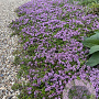 Thymus longicaulis 'Odoratus' GM P9