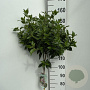 Viburnum tinus 110 cm stam 7,5L
