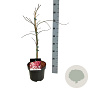 Acer pal. 'Garnet' 50-60 cm 4,5L