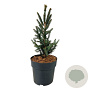 Picea a. 'Columnaris' 40-50 cm 6L
