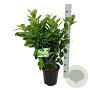 Prunus l. Etna 50-60 cm 6L