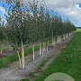 Betula utilis 'Doorenbos' 200-250 cm container meerstammig