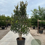 Parrotia persica Persian Spire 175-200 cm container meerstammig