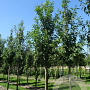 Prunus ser. 'Sunset Boulevard' 25-30 HO draadkluit