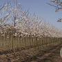 Prunus yedoensis 16-18 HO draadkluit