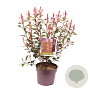 Photinia fraseri 'Carré Rouge' 60-70 cm 7,5L