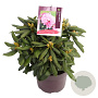Rhododendron (Y) 'Kalinka' 25-30 cm 5,0L
