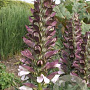 Acanthus spinosus GM P9 BIO