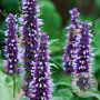 Agastache rugosa 'Little Adder' GM P9 BIO