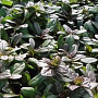 Ajuga tenorii 'Valfredda' GM P9 BIO