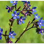 Anchusa azurea GM P9 BIO