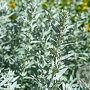 Artemisia lud. 'Silver Queen' GM P9 BIO