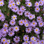 Aster ageratoides Pollux GM P9 BIO