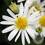 Aster ageratoides 'Starshine' GM P9 BIO