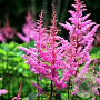 Astilbe (A) 'Bressingham Beauty' GM P9 BIO