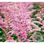 Astilbe (A) 'Cattleya' GM P9 BIO