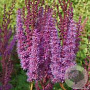 Astilbe c. 'Purpurkerze' GM P9 BIO