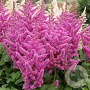 Astilbe c. 'Vision in Pink' GM P9 BIO