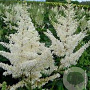 Astilbe (A) 'Diamant' GM P9 BIO