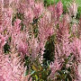 Astilbe (A) 'Erika' GM P9 BIO